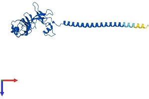 RPS6 Protein (AA 1-249) (His tag)