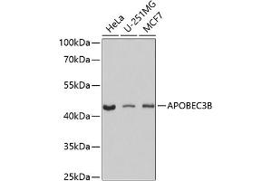 Western blot analysis of extracts of various cell lines, using B antibody (ABIN6129928, ABIN6137004, ABIN6137005 and ABIN6224859) at 1:1000 dilution. (APOBEC3B Antikörper  (AA 1-180))