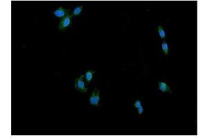 IF analysis of DRP1/DNM1L using anti-DRP1/DNM1L antibody (ABIN7602180). (Dynamin 1-Like Antikörper  (AA 618-736))