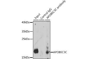 Immunoprecipitation analysis of 200 μg extracts of K-562 cells, using 3 μg C antibody (ABIN7265638). (APOBEC3C Antikörper  (AA 1-190))
