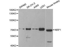 Western Blotting (WB) image for anti-Neuropilin 1 (NRP1) antibody (ABIN1882337) (Neuropilin 1 Antikörper)