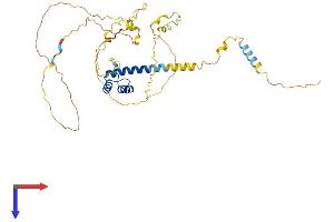 NKX6-1 Protein (AA 1-365) (His tag)
