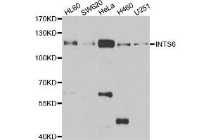 Western blot analysis of extracts of various cell lines, using INTS6 antibody. (INTS6 Antikörper)