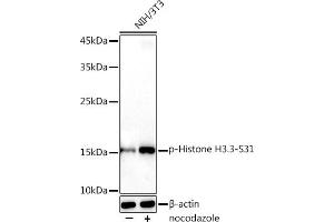 Western blot analysis of extracts of NIH/3T3 cells, using Phospho-Histone H3. (Histone H3.3 Antikörper  (pSer31))