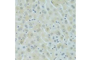 Immunohistochemistry of paraffin-embedded mouse liver using RSRC1 antibody (ABIN5974341) at dilution of 1/100 (40x lens). (RSRC1 Antikörper)