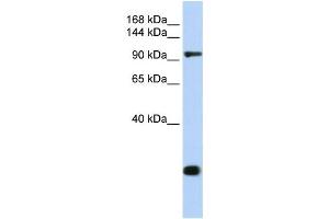 Western Blotting (WB) image for anti-Tight Junction Protein 2 (Zona Occludens 2) (TJP2) antibody (ABIN2458693) (TJP2 Antikörper)