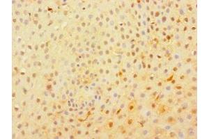 Immunohistochemistry of paraffin-embedded human tonsil tissue using ABIN7174796 at dilution of 1:100