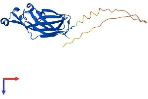 ASF1B Protein (AA 1-202) (His tag)