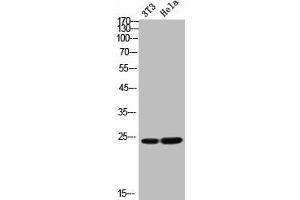 Western Blot analysis of NIH-3T3 Hela cells using FGF-11 Polyclonal Antibody