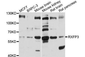 Western blot analysis of extract of various cells, using RXFP3 antibody. (Relaxin 3 Receptor 1 Antikörper)