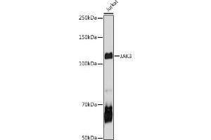 Western blot analysis of extracts of Jurkat cells, using J antibody (ABIN6134375, ABIN6142642, ABIN6142643 and ABIN6213974) at 1:1000 dilution.
