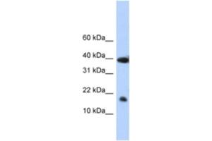 Western Blotting (WB) image for anti-Polymerase (RNA) II (DNA Directed) Polypeptide I, 14.5kDa (POLR2I) antibody (ABIN2461781) (POLR2I Antikörper)