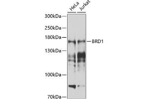 Western blot analysis of extracts of various cell lines, using BRD1 antibody (ABIN6129213, ABIN6137650, ABIN6137651 and ABIN6225205) at 1:1000 dilution. (BRD1 Antikörper  (AA 1-250))