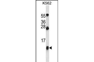 HBG1 Antibody (Center) (ABIN657619 and ABIN2846615) western blot analysis in K562 cell line lysates (35 μg/lane). (HBG1 Antikörper  (AA 56-85))