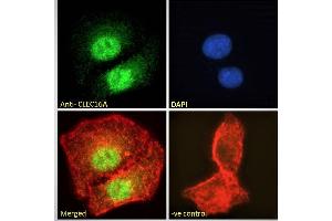 ABIN238572 Immunofluorescence analysis of paraformaldehyde fixed A549 cells, permeabilized with 0.