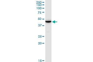 ENO1P MaxPab polyclonal antibody. (ENO1P1 Antikörper  (AA 1-388))