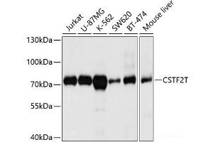 Western blot analysis of extracts of various cell lines using CSTF2T Polyclonal Antibody at dilution of 1:1000. (CSTF2T Antikörper)