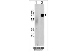 Western blot analysis of CAMKK2 using rabbit polyclonal CAMKK2 Antibody (N-term G67) using 293 cell lysates (2 ug/lane) either nontransfected (c) or transiently transfected with the CAMKK2 gene (Lane 2). (CAMKK2 Antikörper  (N-Term))