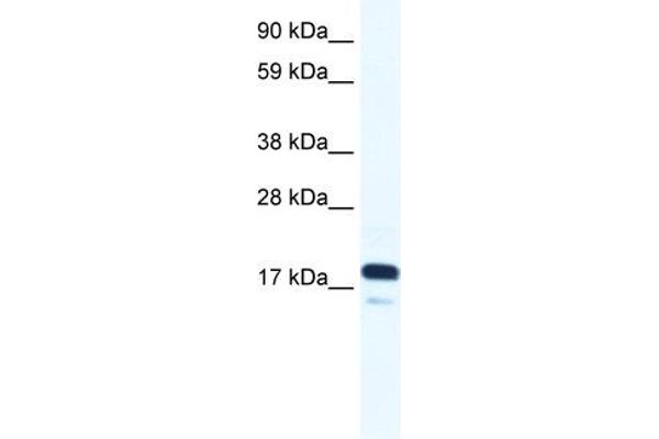 TAF9 Antikörper  (N-Term)