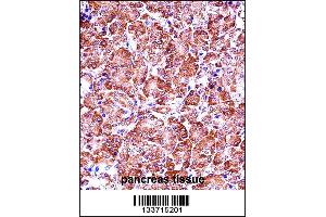 MMP28 Antibody immunohistochemistry analysis in formalin fixed and paraffin embedded human pancreas tissue followed by peroxidase conjugation of the secondary antibody and DAB staining. (MMP28 Antikörper  (AA 195-223))