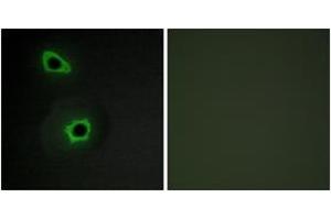 Immunofluorescence (IF) image for anti-Collagen, Type VII, alpha 1 (COL7A1) (AA 1841-1890) antibody (ABIN1534349)