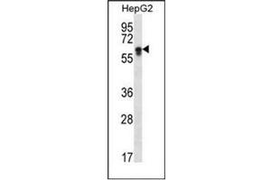 Western blot analysis of CYP2S1 Antibody (C-term) in HepG2 cell line lysates (35ug/lane). (CYP2S1 Antikörper  (C-Term))