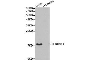 Western blot analysis of extracts of various cell lines, using MonoMethyl-Histone H3-K9 antibody. (Histone 3 Antikörper  (H3K9me))