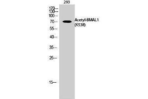 Western Blotting (WB) image for anti-Aryl Hydrocarbon Receptor Nuclear Translocator-Like (ARNTL) (acLys538) antibody (ABIN3181897)