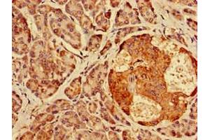 Immunohistochemistry of paraffin-embedded human pancreatic tissue using ABIN7142027 at dilution of 1:100 (AGPAT3 Antikörper  (AA 148-304))