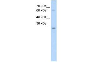 NSMCE1 antibody used at 2. (NSMCE1 Antikörper)