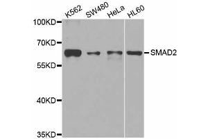 Western blot analysis of extracts of various cell lines, using SMAD2 antibody.