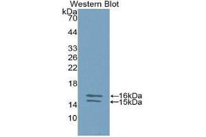 Western Blotting (WB) image for anti-Interleukin 23, alpha subunit p19 (IL23A) (AA 20-189) antibody (ABIN1859404) (IL23A Antikörper  (AA 20-189))