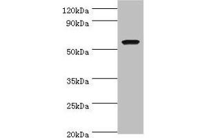 Western blot All lanes: AMY1A antibody at 7 μg/mL + Rat heart tissue Secondary Goat polyclonal to rabbit IgG at 1/10000 dilution Predicted band size: 58 kDa Observed band size: 58 kDa (AMY1A Antikörper  (AA 16-200))