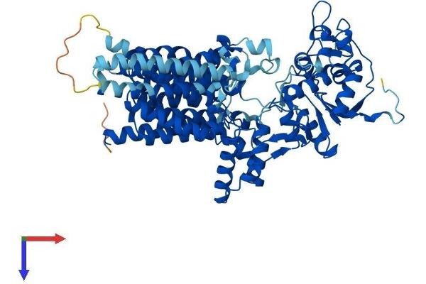 STT3A Protein (AA 1-705) (His tag)