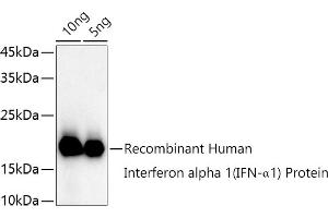 Western blot analysis of extracts of Recombinant Human Interferon alpha 1 (IFN-α1) Protein, using Interferon alpha 1 (IFN-α1) antibody (ABIN3020880, ABIN3020881, ABIN3020882 and ABIN6213772) at 1:1000 dilution. (IFNA1 Antikörper  (AA 25-155))