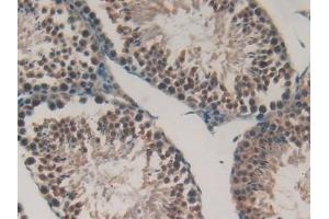 Detection of GKN2 in Mouse Testis Tissue using Polyclonal Antibody to Gastrokine 2 (GKN2) (Gastrokine 2 Antikörper  (AA 21-184))