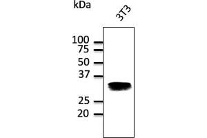 Western Blotting (WB) image for anti-RAB32, Member RAS Oncogene Family (RAB32) (C-Term) antibody (ABIN1440004) (RAB32 Antikörper  (C-Term))
