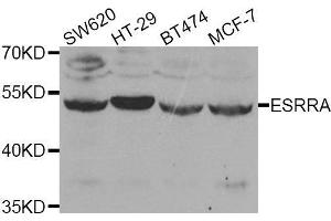 Western blot analysis of extracts of various cell lines, using ESRRA antibody. (ESRRA Antikörper  (AA 1-423))