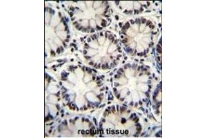 POU2F1 Antibody (Center) (ABIN655648 and ABIN2845123) immunohistochemistry analysis in formalin fixed and paraffin embedded human rectum tissue followed by peroxidase conjugation of the secondary antibody and DAB staining. (POU2F1 Antikörper  (AA 364-391))