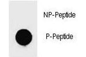 Dot blot analysis of phospho-c-Kit antibody. (KIT Antikörper  (pTyr719))