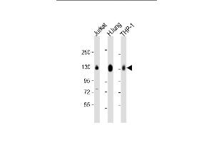 All lanes : Anti-CD31 Antibody (C-term) at 1:2000 dilution Lane 1: Jurkat whole cell lysate Lane 2: human lung lysate Lane 3: THP-1 whole cell lysate Lysates/proteins at 20 μg per lane. (CD31 Antikörper  (C-Term))