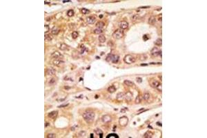 Immunohistochemistry (IHC) image for anti-Toll-Like Receptor 5 (TLR5) (AA 825-856), (C-Term) antibody (ABIN5534398)