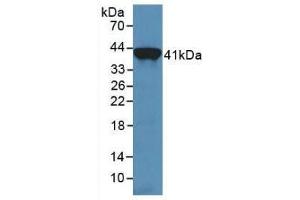 Western blot analysis of recombinant Human TRF. (Transferrin Antikörper  (AA 361-683))