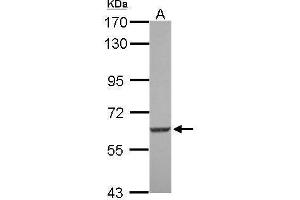 WB Image Sample (30 ug of whole cell lysate) A: U87-MG 7. (SGK3 Antikörper  (N-Term))