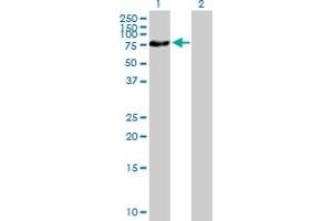 Western Blot analysis of ZNF169 expression in transfected 293T cell line by ZNF169 MaxPab polyclonal antibody. (ZNF169 Antikörper  (AA 1-590))