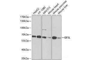 Western blot analysis of extracts of various cell lines using EIF3L Polyclonal Antibody at dilution of 1:1000. (EIF3L Antikörper)