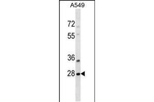 Western blot analysis in A549 cell line lysates (35ug/lane). (SNF8 Antikörper  (N-Term))