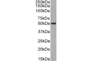 Western Blot using anti-CD63 antibody NK-1-C3. (Rekombinanter CD63 Antikörper)