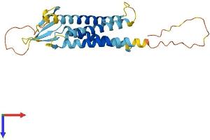AlphaFold protein structure predicition of Mouse Recombinant Tmem204 Protein, UniprotID Q7TQI0 (TMEM204 Protein (AA 1-226) (His tag))