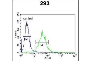 CEBPB Antibody (C-term) (ABIN652248 and ABIN2841040) flow cytometric analysis of 293 cells (right histogram) compared to a negative control cell (left histogram). (CEBPB Antikörper  (C-Term))